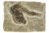 Oligocene Fossil Fish (Idrissia carpathica) - Poland #320607-1